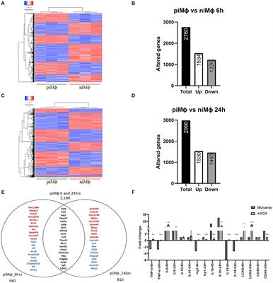 Transcriptome profiling of macrophages persistently infected with human respiratory syncytial virus and effect of recombinant Taenia solium calreticulin on immune-related genes